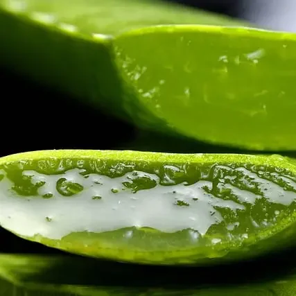 Hoja de aloe vera cortada, mostrando su gel rico en propiedades hidratantes y calmantes