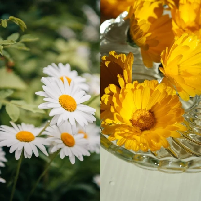 Flores frescas de manzanilla y caléndula BIO, los ingredientes del Dúo Calmante que alivian y reparan la piel sensible